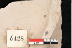 Foto (Detailansicht) von Taxodium distichum miocenicum Heer (NHMW-GEO-2024-0188-6428)